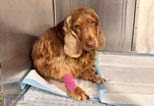 „Piekło na ziemi” pod Wieliczką trwa od lat. Czwartkowa interwencja to kolejny rozdział mrocznej historii