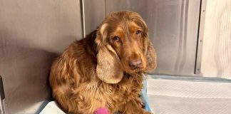 „Piekło na ziemi” pod Wieliczką trwa od lat. Czwartkowa interwencja to kolejny rozdział mrocznej historii