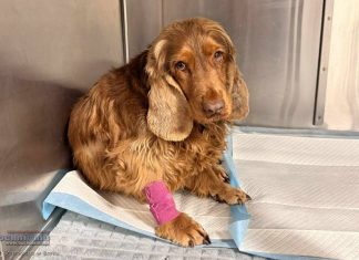 „Piekło na ziemi” pod Wieliczką trwa od lat. Czwartkowa interwencja to kolejny rozdział mrocznej historii