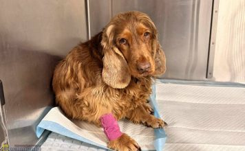 „Piekło na ziemi” pod Wieliczką trwa od lat. Czwartkowa interwencja to kolejny rozdział mrocznej historii