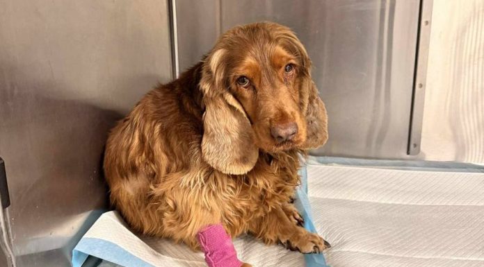 „Piekło na ziemi” pod Wieliczką trwa od lat. Czwartkowa interwencja to kolejny rozdział mrocznej historii