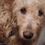 🔴 Zakończono akcję w pseudohodowli pod Wieliczką. 149 psów zabezpieczonych, pilnie potrzebne domy tymczasowe