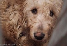 🔴 Zakończono akcję w pseudohodowli pod Wieliczką. 149 psów zabezpieczonych, pilnie potrzebne domy tymczasowe