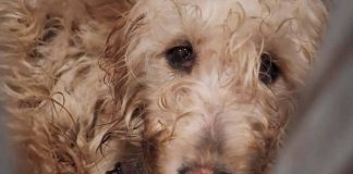 🔴 Zakończono akcję w pseudohodowli pod Wieliczką. 149 psów zabezpieczonych, pilnie potrzebne domy tymczasowe