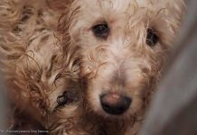 🔴 Koniec dramatu zwierząt pod Wieliczką – 149 psów odebranych z pseudohodowli, pilnie potrzebne domy tymczasowe