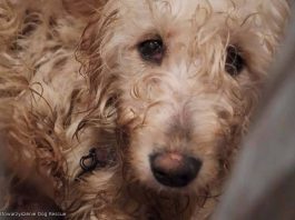 🔴 Koniec dramatu zwierząt pod Wieliczką – 149 psów odebranych z pseudohodowli, pilnie potrzebne domy tymczasowe