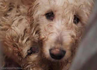 🔴 Koniec dramatu zwierząt pod Wieliczką – 149 psów odebranych z pseudohodowli, pilnie potrzebne domy tymczasowe