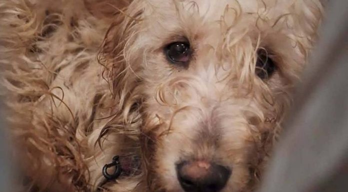 🔴 Koniec dramatu zwierząt pod Wieliczką – 149 psów odebranych z pseudohodowli, pilnie potrzebne domy tymczasowe