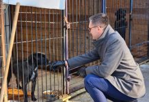Burmistrz Wieliczki odwiedził schronisko w Borku po interwencji w pseudohodowli psów