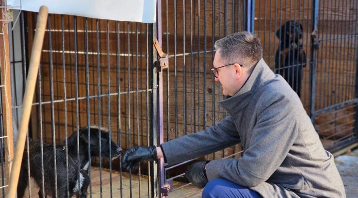 Burmistrz Wieliczki odwiedził schronisko w Borku po interwencji w pseudohodowli psów