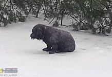 Uratowano psa, który utknął na zamarzniętej tafli stawu w Lesie Kolanowskim