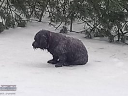 Uratowano psa, który utknął na zamarzniętej tafli stawu w Lesie Kolanowskim