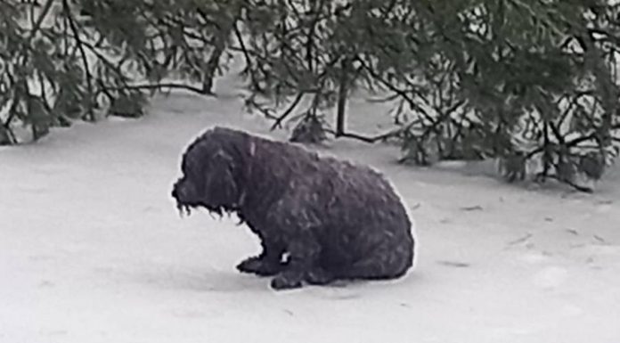 Uratowano psa, który utknął na zamarzniętej tafli stawu w Lesie Kolanowskim