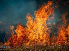 Ponad 500 pożarów traw w Małopolsce od początku roku. Grzywna za wypalanie to nawet 30 tys. złotych