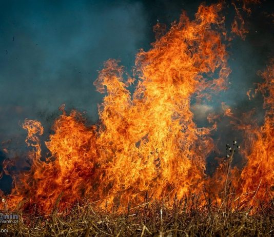 Ponad 500 pożarów traw w Małopolsce od początku roku. Grzywna za wypalanie to nawet 30 tys. złotych