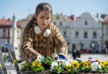 Bochnia. W piątek wspólne sadzenie kwiatów na Rynku. Burmistrz zaprasza mieszkańców