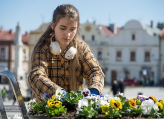 Bochnia. W piątek wspólne sadzenie kwiatów na Rynku. Burmistrz zaprasza mieszkańców