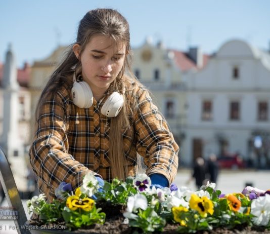 Bochnia. W piątek wspólne sadzenie kwiatów na Rynku. Burmistrz zaprasza mieszkańców