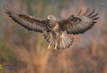 Ptasia grypa w regionie. Strefa zakażenia obejmuje część powiatu brzeskiego