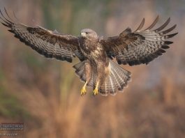 Ptasia grypa w regionie. Strefa zakażenia obejmuje część powiatu brzeskiego