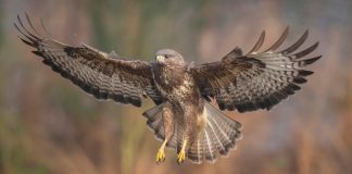 Ptasia grypa w regionie. Strefa zakażenia obejmuje część powiatu brzeskiego