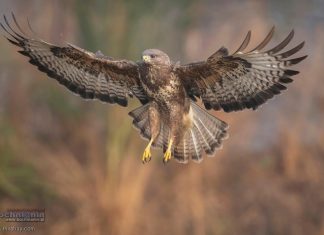 Ptasia grypa w regionie. Strefa zakażenia obejmuje część powiatu brzeskiego