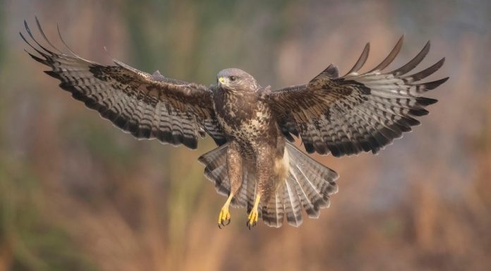 Ptasia grypa w regionie. Strefa zakażenia obejmuje część powiatu brzeskiego
