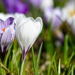 Pogoda na Wielkanoc w Małopolsce. W niedzielę nawet 20°C, w poniedziałek chłodniej