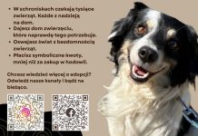 „Zabieraj, nie wypieraj” – uczennice z Bochni zwracają uwagę na los bezdomnych zwierząt