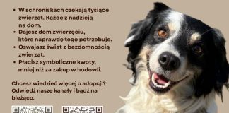 „Zabieraj, nie wypieraj” – uczennice z Bochni zwracają uwagę na los bezdomnych zwierząt