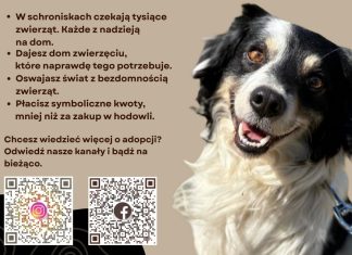 „Zabieraj, nie wypieraj” – uczennice z Bochni zwracają uwagę na los bezdomnych zwierząt