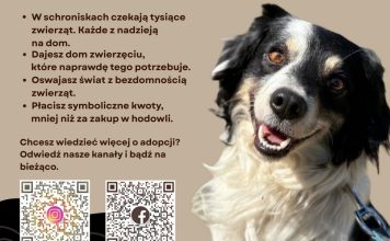 „Zabieraj, nie wypieraj” – uczennice z Bochni zwracają uwagę na los bezdomnych zwierząt