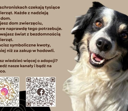 „Zabieraj, nie wypieraj” – uczennice z Bochni zwracają uwagę na los bezdomnych zwierząt