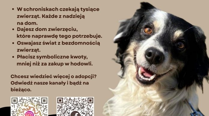 „Zabieraj, nie wypieraj” – uczennice z Bochni zwracają uwagę na los bezdomnych zwierząt