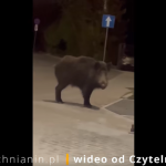 Dzik przy dworcu PKP w Bochni – WIDEO