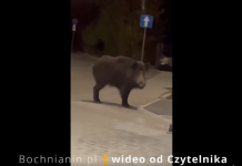 Dzik przy dworcu PKP w Bochni – WIDEO