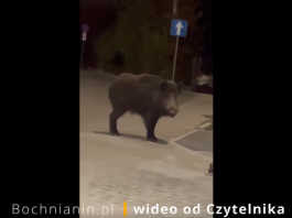 Dzik przy dworcu PKP w Bochni – WIDEO