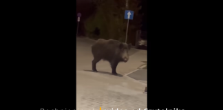 Dzik przy dworcu PKP w Bochni – WIDEO