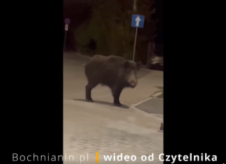 Dzik przy dworcu PKP w Bochni – WIDEO