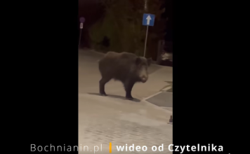 Dzik przy dworcu PKP w Bochni – WIDEO