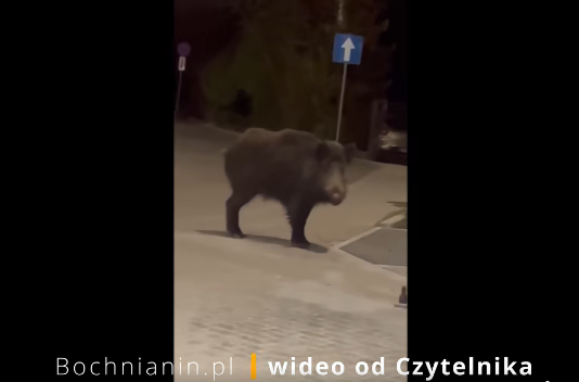 Dzik przy dworcu PKP w Bochni – WIDEO