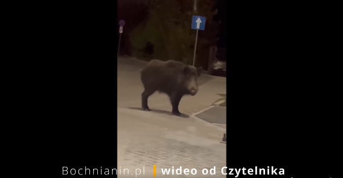 Dzik przy dworcu PKP w Bochni – WIDEO