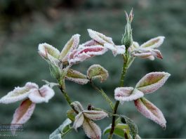 Nocne przymrozki w Małopolsce. IMGW wydał ostrzeżenie dla regionu