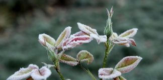 Nocne przymrozki w Małopolsce. IMGW wydał ostrzeżenie dla regionu