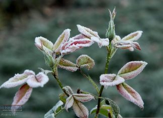 Nocne przymrozki w Małopolsce. IMGW wydał ostrzeżenie dla regionu