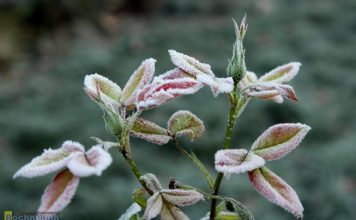 Nocne przymrozki w Małopolsce. IMGW wydał ostrzeżenie dla regionu