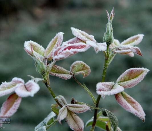 Nocne przymrozki w Małopolsce. IMGW wydał ostrzeżenie dla regionu