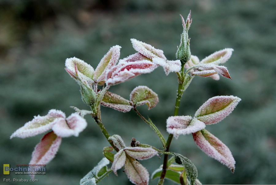 Nocne przymrozki w Małopolsce. IMGW wydał ostrzeżenie dla regionu