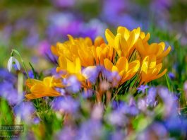 Pogoda na weekend: sobota wiosenna, niedziela chłodna i wietrzna