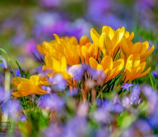 Pogoda na weekend: sobota wiosenna, niedziela chłodna i wietrzna